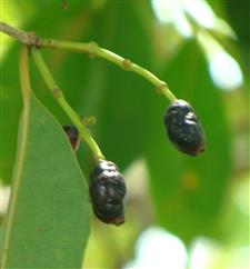 Syzygium cumini